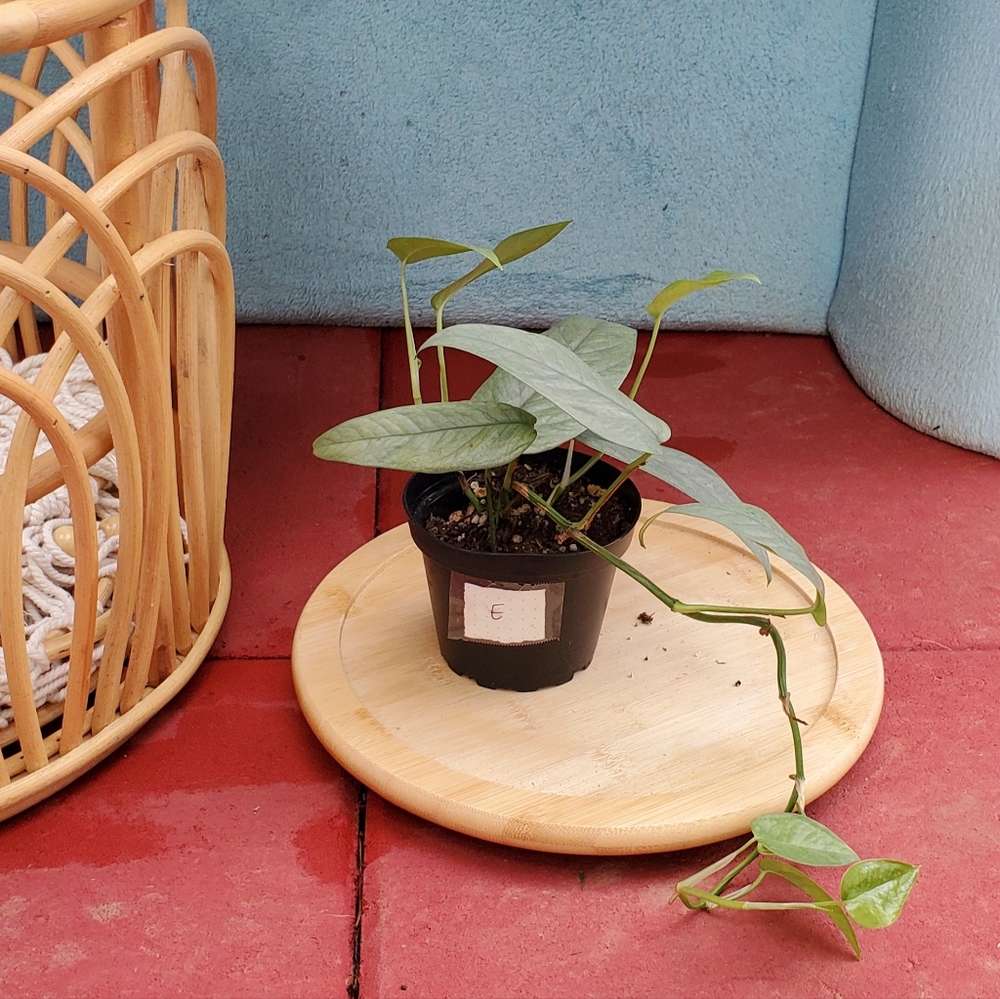 Cebu Blue Pothos 3" pot